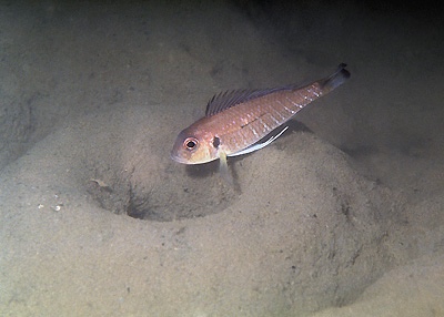 Triglachromis otostigma 'Chituta Bay'